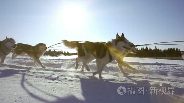 狗利用狗饲养沙哑拉雪橇与人, 慢动作, 视频循环