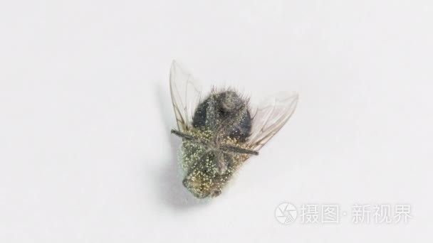 死苍蝇与幼虫的蛋在转动的桌上