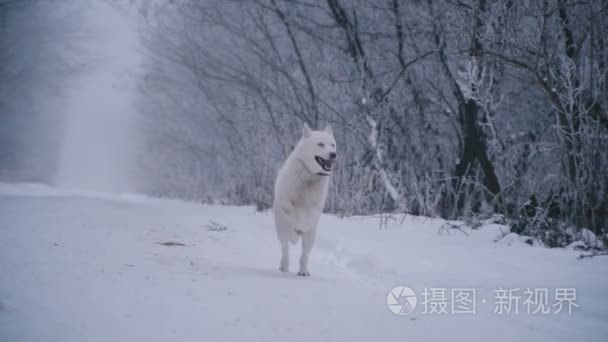 一头黄头发的哈士奇犬