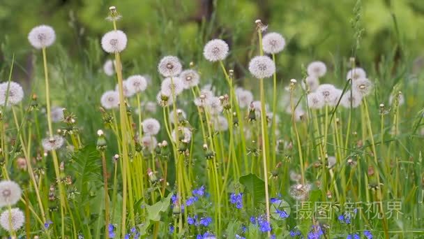 林间春蒲公英视频