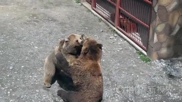 棕熊着迷踏入动物园公园视频