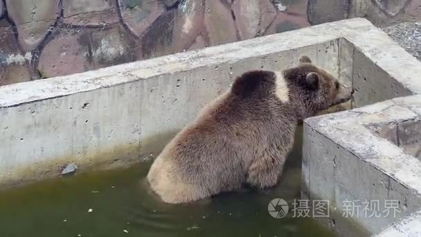 棕熊着迷踏入动物园公园视频