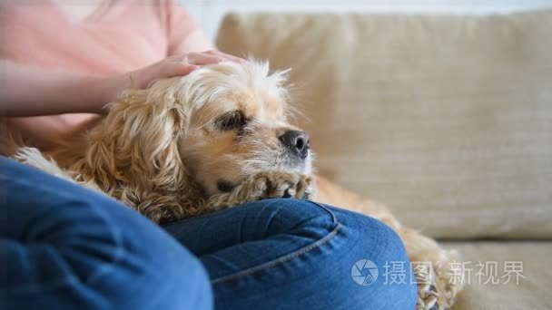 女宠物狗用她的手视频