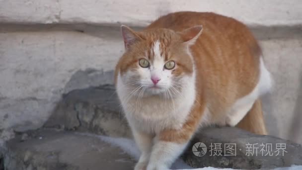 街头流浪猫。生姜猫看照相机户外生活方式