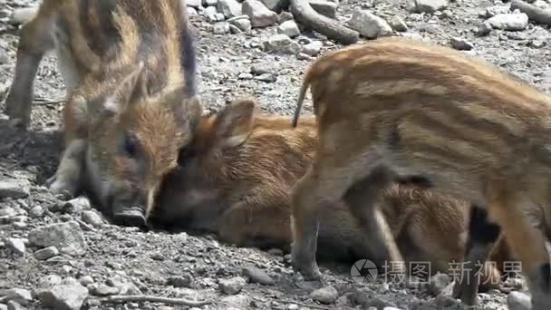 许多野猪小猪鲷在动物园散步视频