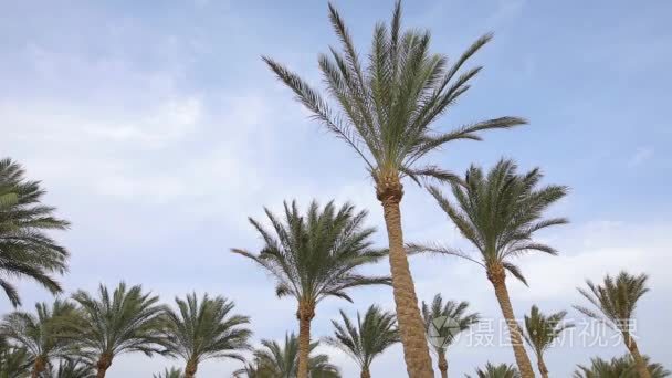 埃及度假村的天空背景棕榈树视频
