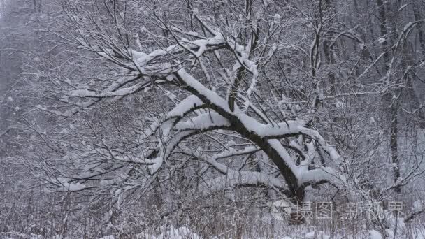 美丽的冬天风景与雪覆盖的树木