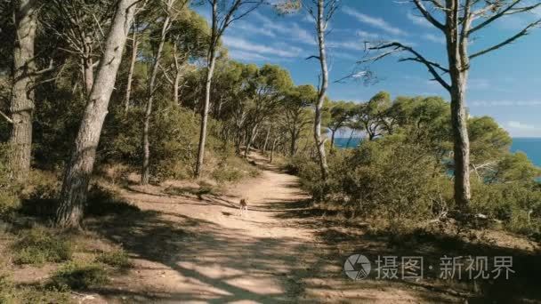 神奇森林小径的空中励志镜头视频