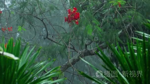 室外热带暴雨视频