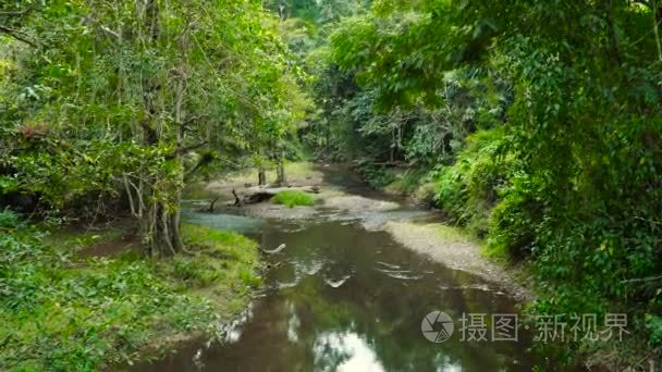 丛林风景与流动的河视频