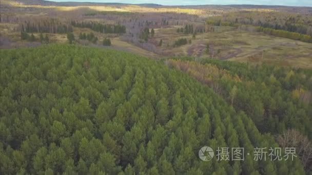 从松树和桦树茂密的混合树顶的绿色森林鸟瞰摄像机。剪辑.在北欧森林上空拍摄的空中无人机
