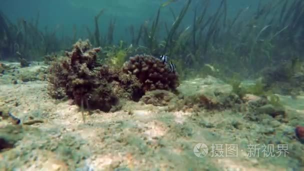 海底生物观视频