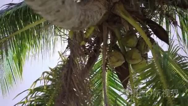 棕榈树椰子视频