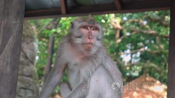 猴林避难所的猴子静静地坐着视频