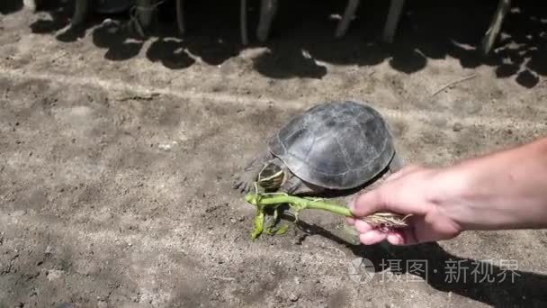 从白种女人手里吃草的海龟视频