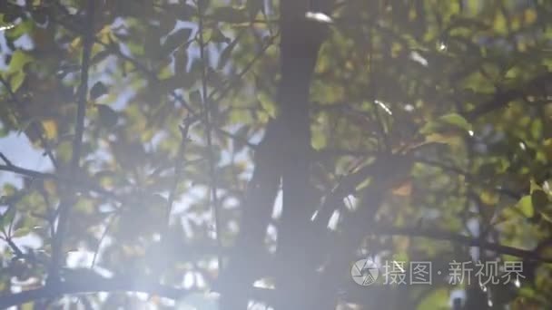太阳光束通过树的叶子视频