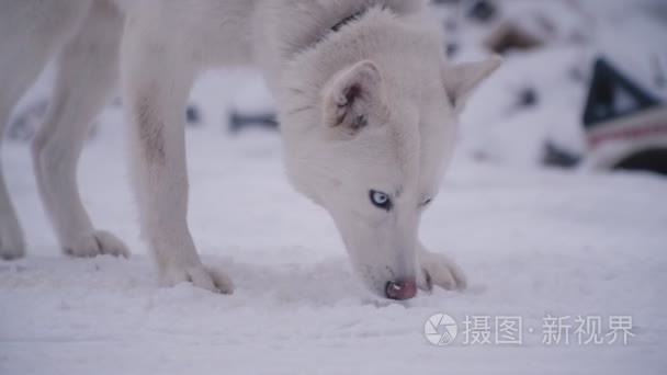 一头黄头发的哈士奇犬视频