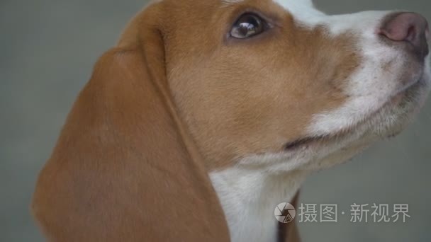 犬性质视频