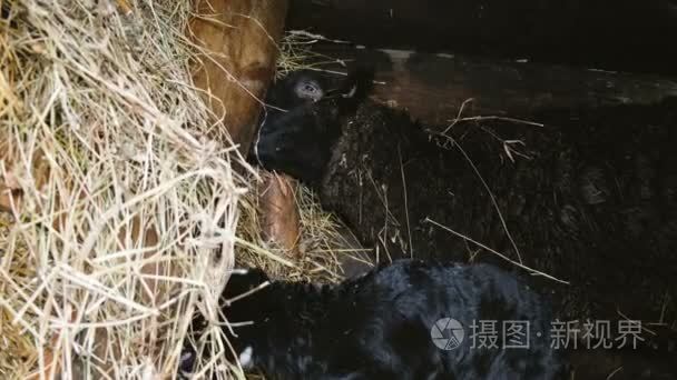 黑绵羊和羔羊在婴儿床上吃干草  4k
