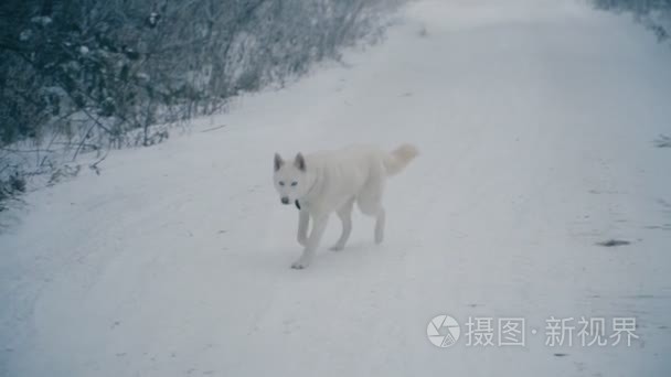 一头黄头发的哈士奇犬视频