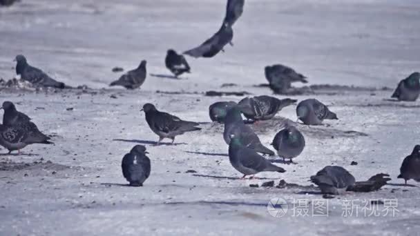 鸽子在冬天觅食。很多鸽子。一群鸽子。鸟儿在冬天觅食。雪中的鸟儿