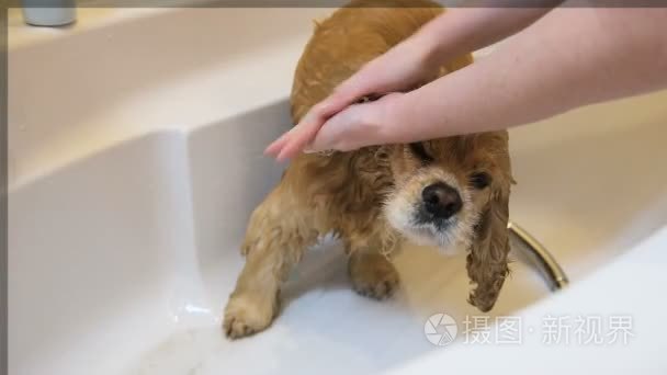 女手在淋浴时用肥皂泡狗耳视频