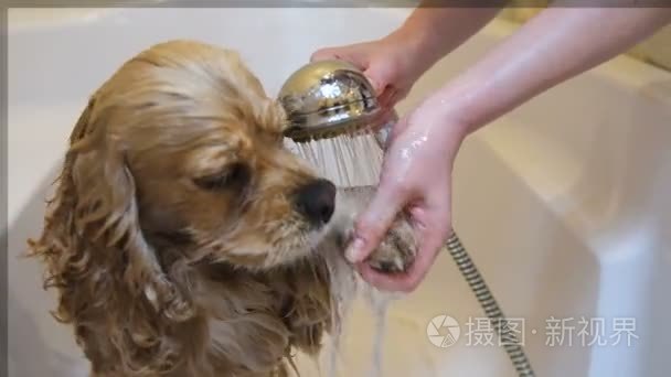 家庭卫生间的女人洗狗爪视频