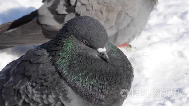 小鸟竖起羽毛羽毛很冷晒霜特写视频