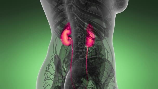 人体肾脏的科学解剖扫描发光