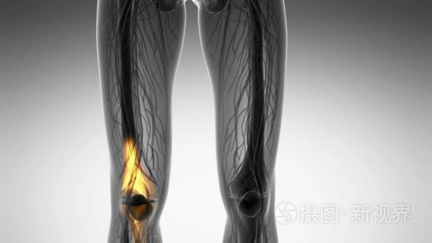 膝关节医疗扫描镜头视频