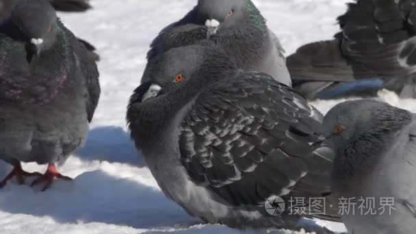 小鸟竖起羽毛羽毛很冷晒霜特写视频