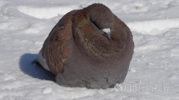 小鸟竖起羽毛羽毛很冷晒霜特写视频