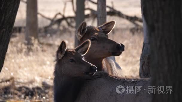 关闭在 Busse 森林保存麋鹿牧场与棕色毛皮的成年母亲和年轻麋鹿鹿在伊利诺伊州麋鹿格罗夫村背景高大的黄色草和树