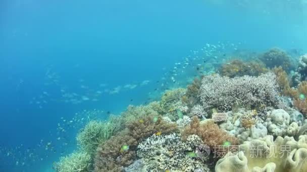 珊瑚三角中充满活力的珊瑚礁视频