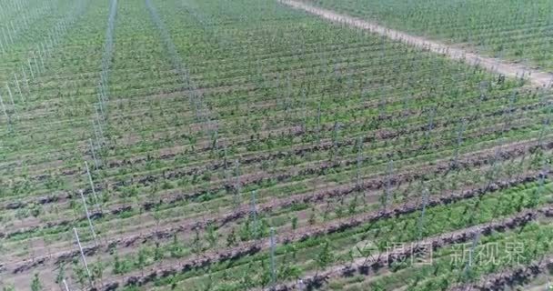 一个视图从空中飞越林木种苗、 园艺中心、 字段的行数棵小树苗在苹果幼园，4 k，空中苹果幼园树的幼苗