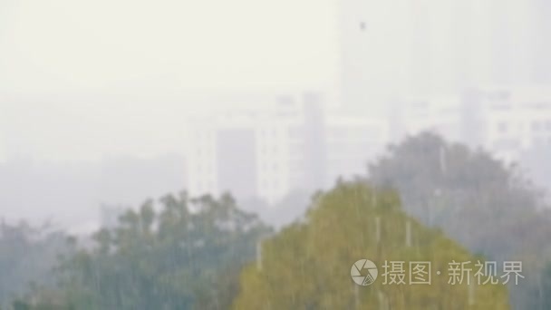 丛林中的热带雨的背景。燕子和鸟儿在雨中飞翔