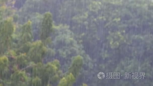 丛林中的热带暴雨与棕榈树的绿色森林背景