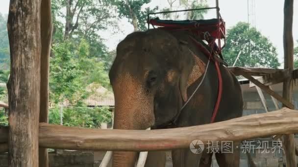 大象在丛林中骑马后休息视频