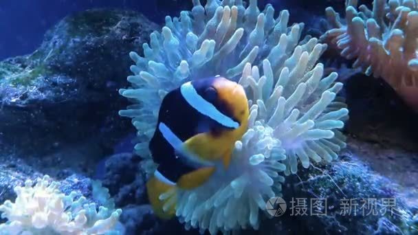 海洋水族馆园丁公子小丑