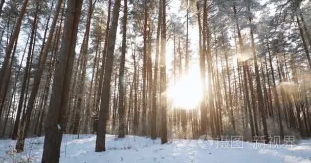 美丽的夕阳日出阳光明媚的冬雪针叶林。潘  全景