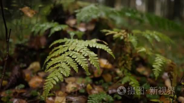 秋天森林里的绿蕨叶上落下了雨滴。手持式射击