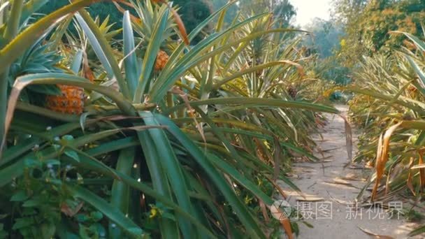 泰国农场的菠萝种植园季节视频