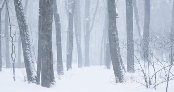 冬雪暴风雪日的城市公园观视频