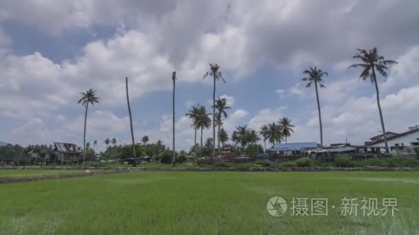 Timelapse 的绿色水稻栽培