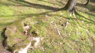 绿苔视频素材 绿苔视频模板下载 摄图网视频库