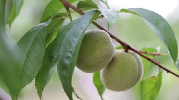 鲜叶间树枝上的绿桃mp4格式视频下载-正版视频编号01