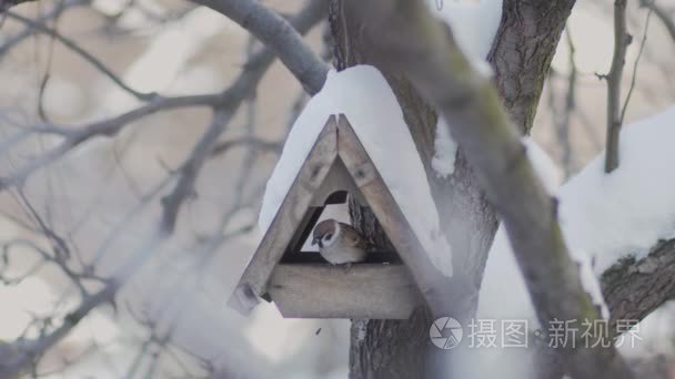 冬天鸟儿飞向鸟饲养者视频