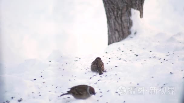 麻雀啄雪视频