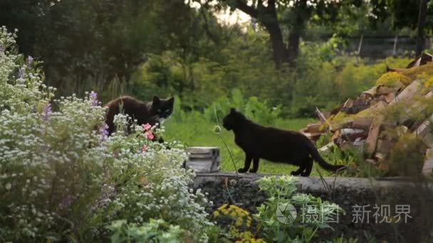 大多自农村家后院的两只猫