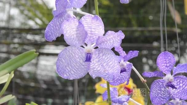 兰花.花卉  植物  兰花